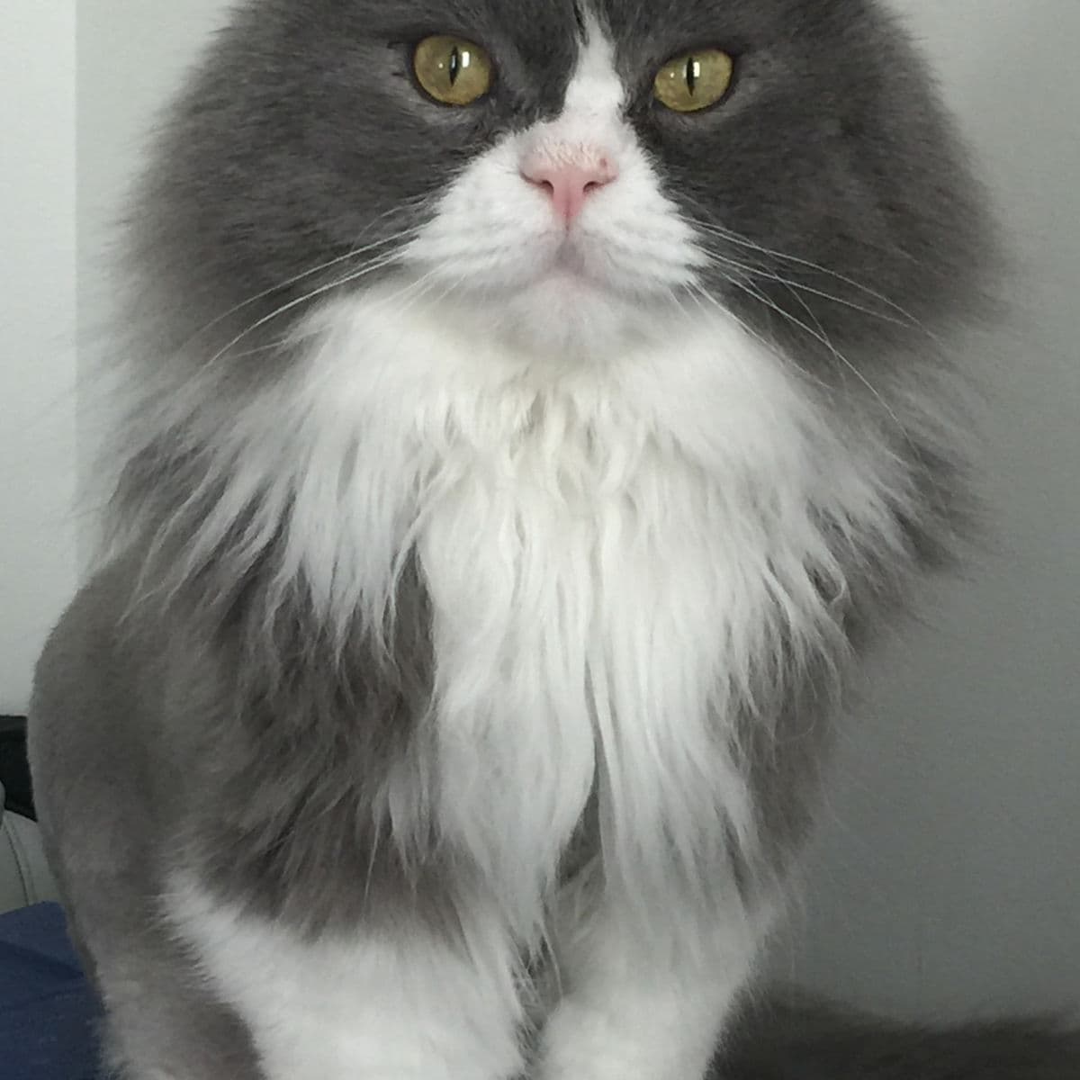 Hichi