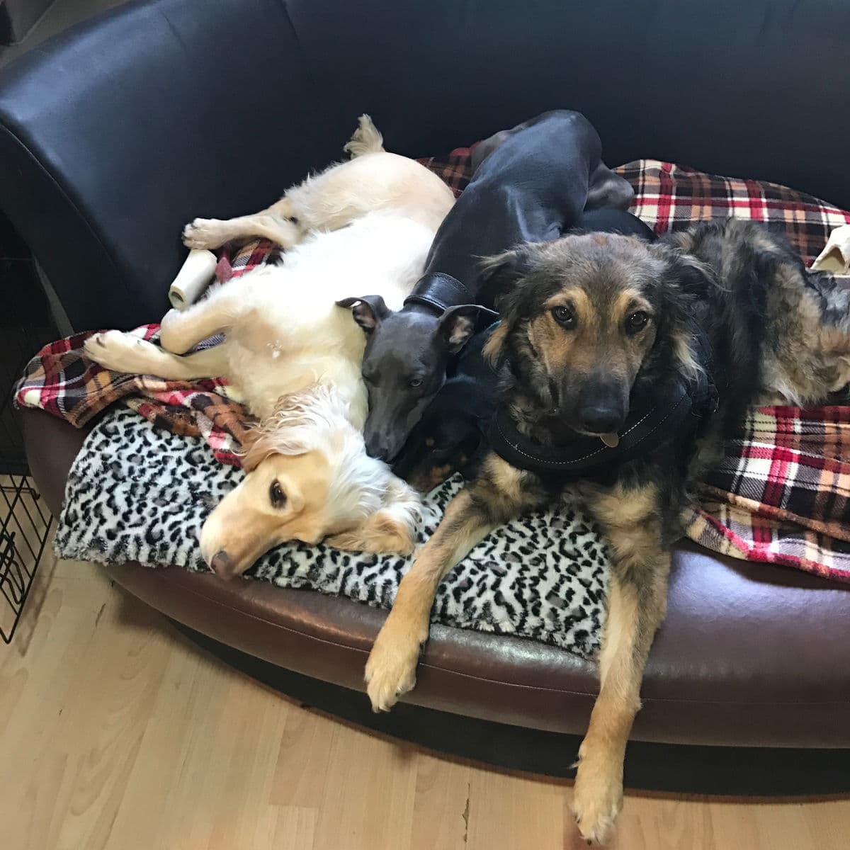 Humphrey, Finn & Freddie